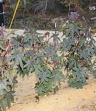 A piece of mail delivered to the Pentagon mail facility has initially tested positive for ricin, according to two US defense officials.