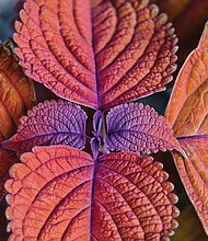 Coleus in North Side (Sandra Sellars/Richmond Free Press)