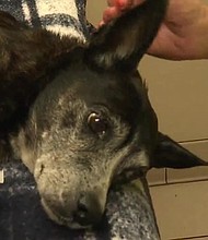  A dog is on the road to recovery after being found abandoned recently with a large tumor on her side.
