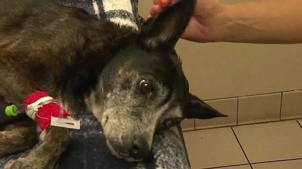  A dog is on the road to recovery after being found abandoned recently with a large tumor on her side.