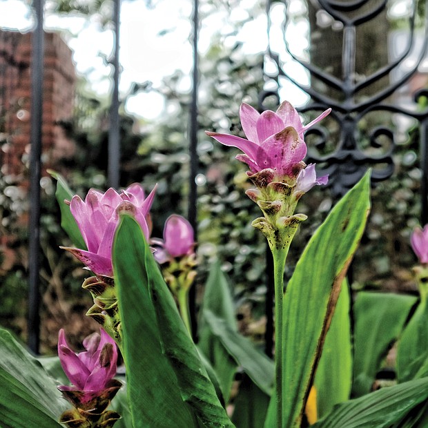 Purple Siam tulips in the West End (Sandra Sellars/Richmond Free Press)