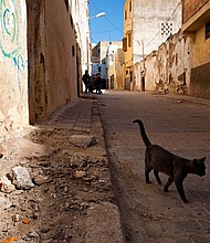 A file photograph of a cat in Morocco. Briton dies of rabies after getting bitten by a cat in Morocco.