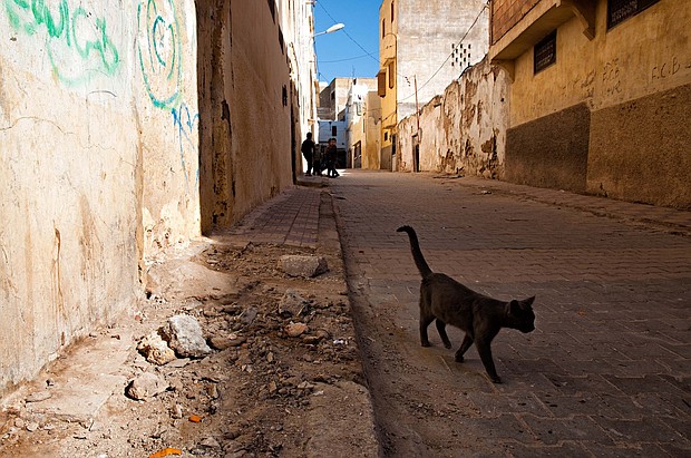 A file photograph of a cat in Morocco. Briton dies of rabies after getting bitten by a cat in Morocco.