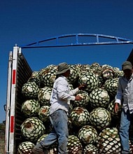 Farmers load blue agave hearts