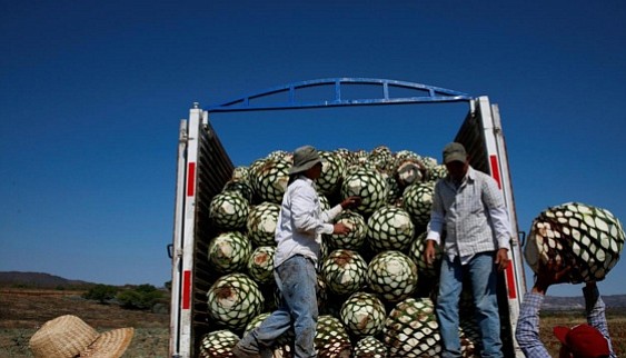 Farmers load blue agave hearts