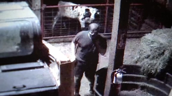 A disturbing story at a Vancouver dairy farm, where deputies say a man in a mask sneaked into a barn …