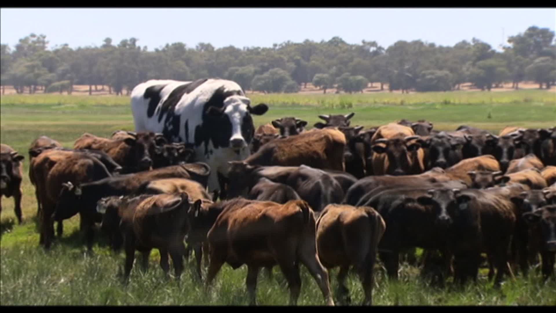 Holy cow! Giant steer 'Knickers' stands head and shoulders over herd