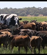 "Knickers," an enormous Holstein-Friesian, is making headlines after his owner declared him -- unofficially -- Australia's biggest steer.