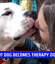 Dog once used as bait now helping a little boy with anxiety 'live a full life.'