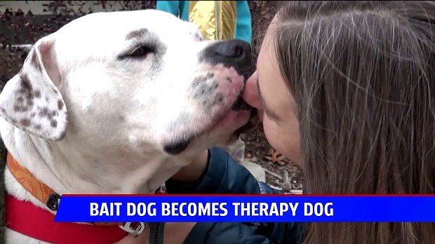 Dog once used as bait now helping a little boy with anxiety 'live a full life.'