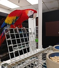 Thousands of dollars worth of birds stolen from pet shop