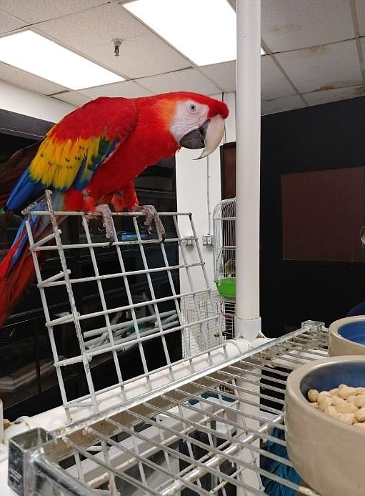 Thousands of dollars worth of birds stolen from pet shop