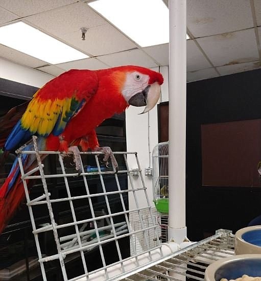 Thousands Of Dollars Worth Of Birds Stolen From Pet Shop Houston Style Magazine Urban Weekly Newspaper Publication Website