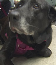 With help from a microchip, a dog found in Laveen was reunited with her owner after five years Friday.
