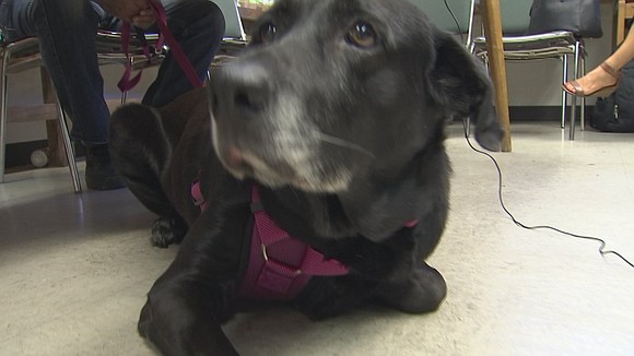 With help from a microchip, a dog found in Laveen was reunited with her owner after five years Friday. Philip …