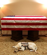 Sully H.W. Bush, a yellow Labrador service dog who worked with the late former President George H.W. Bush, will be traveling with Bush's casket on his flight to Washington, DC, according to a source familiar with the plans.