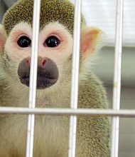 The monkeys were once involved in a US Food and Drug Administration study intended to investigate the role of various levels of nicotine in the onset of addiction in teens and young adults.