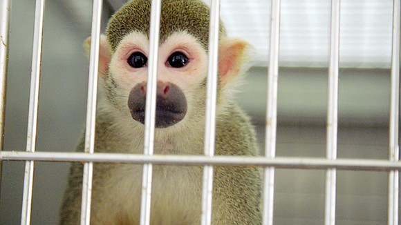 Squirrel monkey chirps filled a small ranch-style building in north Gainesville, Florida -- a chorus that made Kari Bagnall's smile …