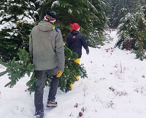 Christmas Tree Permits Available | The Portland Observer