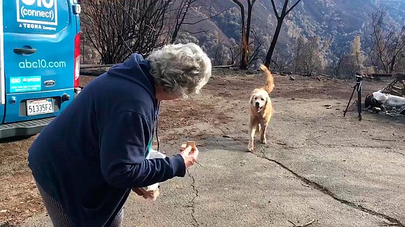 Dogs' loyalty to their masters and homes are the stuff of legend. And here's more heartwarming proof.