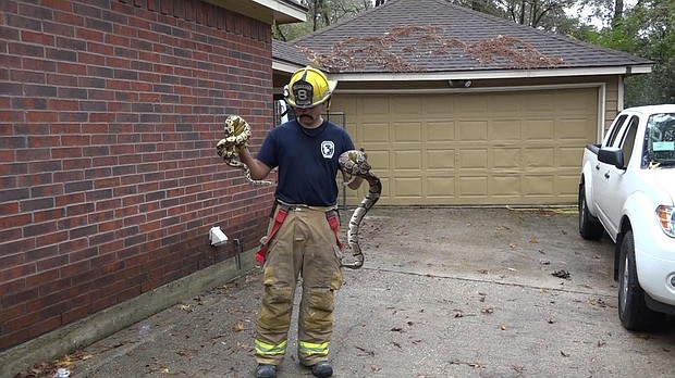 For many people, the thought of picking up a python or a boa constrictor is terrifying. But for some firefighters in Texas, no victim is too scary, or too scaly, to rescue.

Full Credit: Caney Creek Fire & Rescue/Facebook