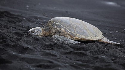 Beautiful endangered green sea turtles are a top draw on Punalu'u black sand beach in Hawaii.