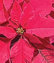 Poinsettia in the West End
