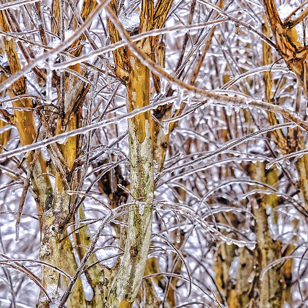 Ice-covered branches in the West End (Sandra Sellars/Richmond Free Press)