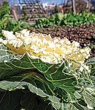Ornamental cabbage in Chimborazo Community Garden (Sandra Sellars/Richmond Free Press)