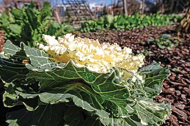 Ornamental cabbage in Chimborazo Community Garden (Sandra Sellars/Richmond Free Press)