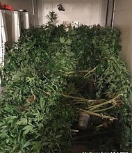 An investigation by Yancey County authorities leads investigators to an elaborate hydroponic growing operation.