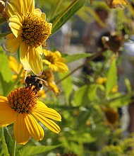 A bumblebee lands on a flower as workers from the Federation for Nature Protection German inspect an urban garden in Berlin, Germany.