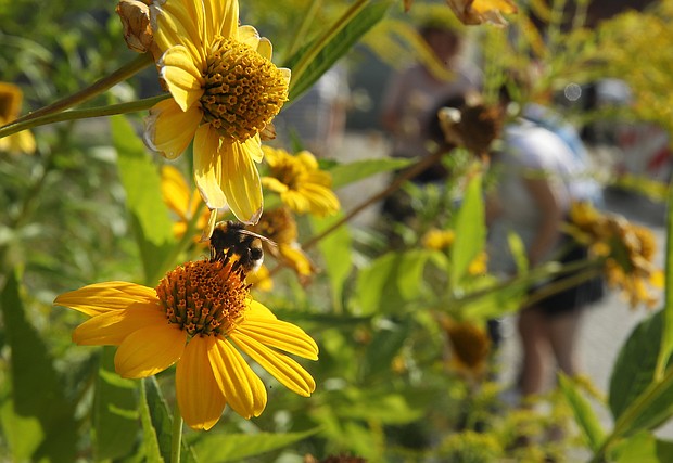 A bumblebee lands on a flower as workers from the Federation for Nature Protection German inspect an urban garden in Berlin, Germany.