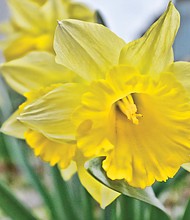 Daffodil in the West End (Sandra Sellars/Richmond Free Press)