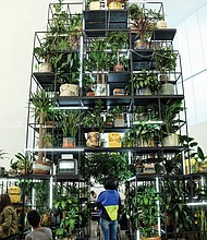 Afroecology at ICA/
The multi-tiered greenery of Rashid Johnson’s “Monument” serves as a centerpiece for a two-day Afroecology program held last weekend at Virginia Commonwealth University’s Institute for Contemporary Art featuring musical guests, visiting artists and craftspersons.  “Monument” is part of the “Provocations” exhibit showcasing Mr. Johnson’s work that will be on view through July 14 at the ICA, 601 W. Broad St. (Sandra Sellars/Richmond Free Press)