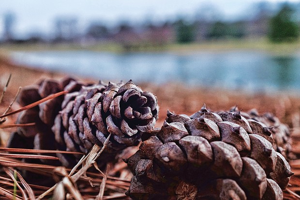 Pine cones in Byrd Park (Sandra Sellars/Richmond Free Press)