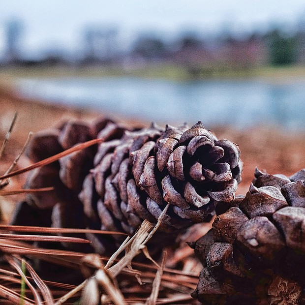 Pine cones in Byrd Park (Sandra Sellars/Richmond Free Press)