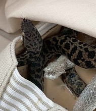 The snake was in a shoe in Moira Boxall's suitcase.