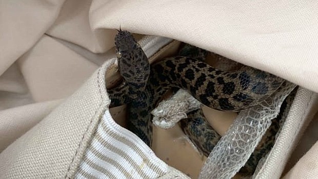 The snake was in a shoe in Moira Boxall's suitcase.