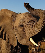 Botswana, long considered a safe haven for elephants in Africa, has "a significant elephant-poaching problem," a conservationist group that carried out an aerial wildlife survey in the country said.