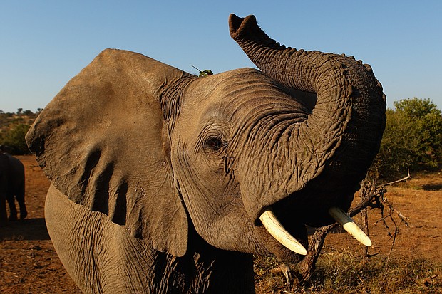 Botswana, long considered a safe haven for elephants in Africa, has "a significant elephant-poaching problem," a conservationist group that carried out an aerial wildlife survey in the country said.
