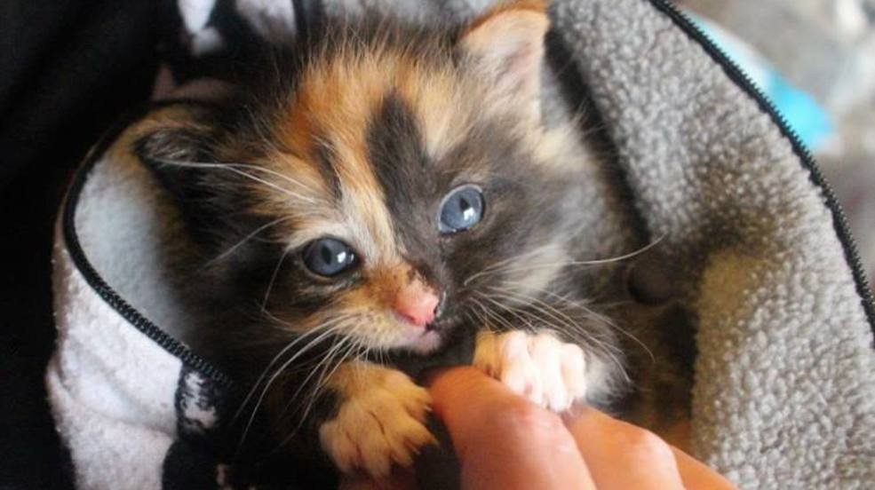 Kitten Season is coming, local rescues hope to prepare community