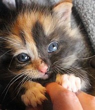The phenomenon known as 'kitten season' happens each year as the days get longer, temperatures get warmer, and cats have easier access to food, resulting in more mating and an increased chance that litters will survive and thrive.