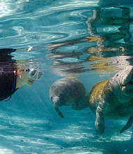 Swimming With the Manatees
Photo Credit: Carol Grant / Discover Crystal River Florida