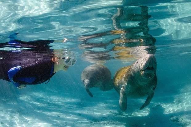 Swimming With the Manatees
Photo Credit:  Carol Grant / Discover Crystal River Florida