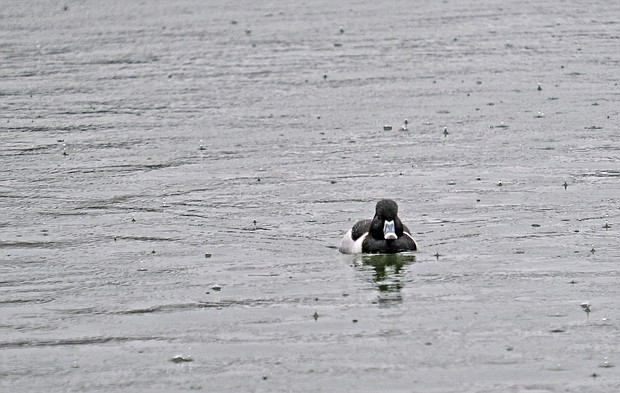 Duck in Fountain Lake at Byrd Park (Sandra Sellars/Richmond Free Press)