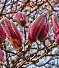 Saucer magnolia on South Side (Sandra Sellars/Richmond Free Press)