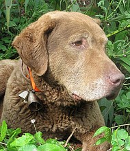 Train is almost 12 and a rescue dog from the Humane Society.