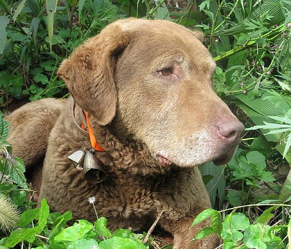 Let's face it: All dogs like to smell poop. But this dog smells something else, too -- opportunity.