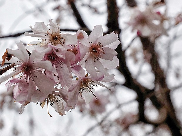 Spring blooms in North Side (Sandra Sellars/Richmond Free Press)